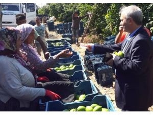 Başkan Özgan Narenciye Bahçelerini Gezdi, İşçilerinin Sorunlarını Dinledi