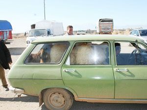 Bir otomobilde 9 kurbanlık koyun
