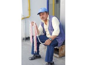 Kenger Sakızını En Çok Kadınlar Tercih Ediyor