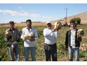 Dev Pancarlar Görenleri Şaşırtıyor