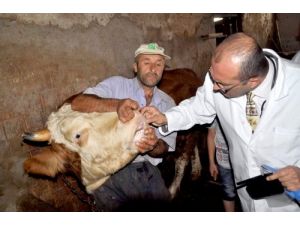Doğudan Batıya Kurban Sevkiyatı Başladı Yollarda Denetimler Arttı