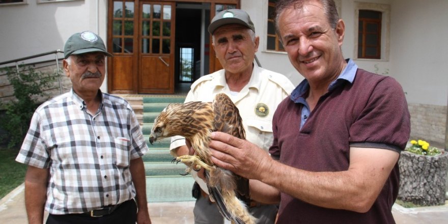 Yaralı şahin koruma altına alındı