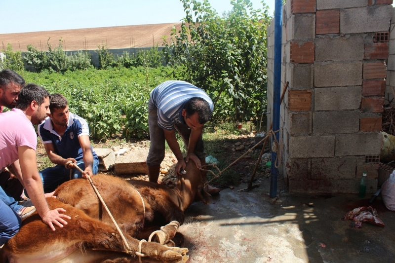 Kurbanlıkları işi bilene kestirin