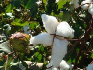 'Nemli Pamuk Toplanmasın, Çırçırçı Da Almasın' Uyarısı