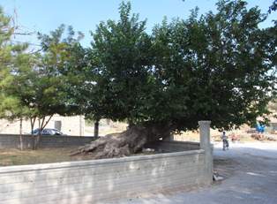 Tarihi ağaca koruma talebi