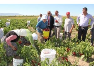 Kızılcabölük'te Kızıl Biber Hasadı Başladı