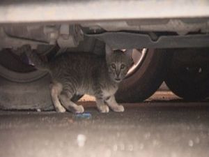 Yaramaz Kedi Mahalle Halkını 1 Saat Uğraştırdı