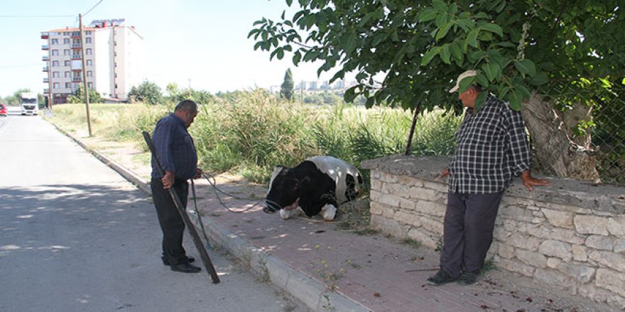 Konya’da kaçan boğa güçlükle yakalanabildi