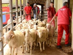 Kurbanını Kendi Kesmek İsteyenlere Kurs Verildi