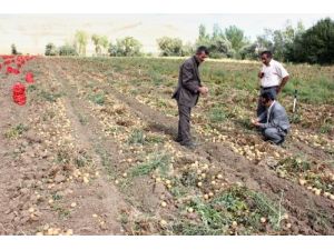 Patateste Hasat Sevindirdi