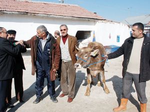 Kurbanlıklar için sıkı pazarlıklar