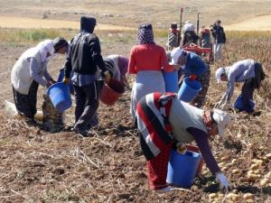 Tohumluk Patatesin Yüzde 60'ını Sivas Karşılıyor