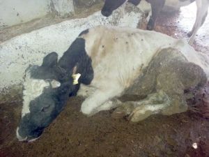 Afrika Kökenli Hastalık Teyit Edildi: Komisyon, Karantina Kararı Aldı