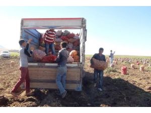 Bitlis’te Bu Yıl Patatesten 80 Milyon Lira Gelir Elde Edildi