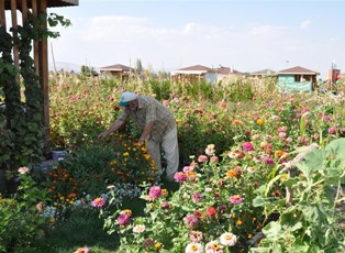 Hobi bahçesinde hasat zamanı
