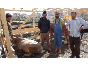Kurbanlıklar İstanbul’da Yerlerini Almaya Başladı