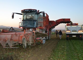 Kulu'da pancar hasadı ve alımları başladı