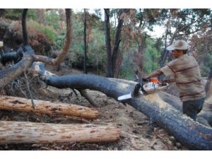 Türkbeleni Yenide Yeşillendiriliyor