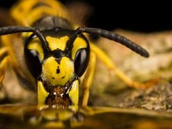 Çin'de eşek arısı faciası: 41 ölü