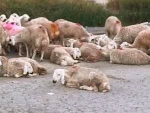 Sarayönü SYDV'den 200'er lira kurban yardımı