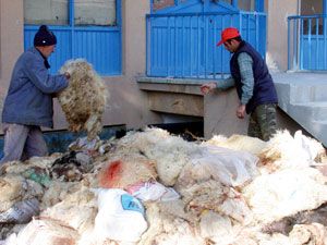 Sarayönü'nde Kurban’da 442 deri topladı