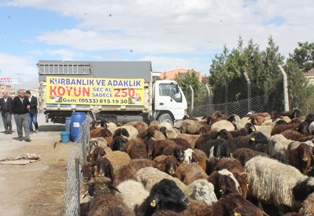 200’e kurbanlık koyun