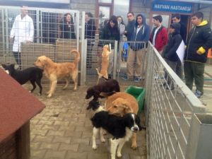 Dünya Hayvanlar Günü'nde Çocuklar Barınaklara Koştu