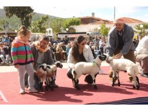 Sakız Koyunları Podyuma Çıktı