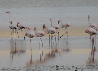 Düden Gölü'nde flamingo göçü başladı