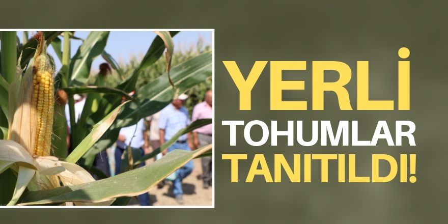 6 çeşit yerli mısır tohumu çiftçiye tanıtıldı