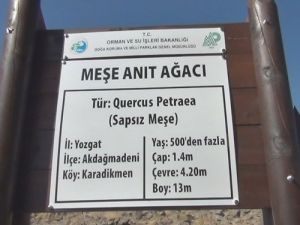 5 Asırlık Meşe Ağacı Yıllara Meydan Okuyor
