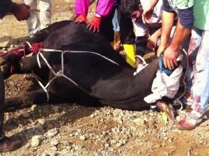 Kesimine dikkat edilmeyen ''kurban'' zehirleyebilir
