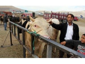 Kurbanlık Alırken Yaş Ve Gebelik Kontrolü Ücretsiz