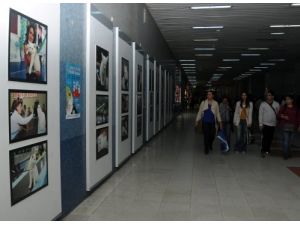 Metroda Ankara Kedisi Sergisi