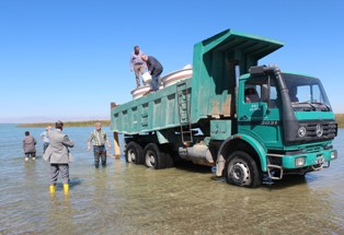 Beyşehir Gölü, İsrail sazanından temizleniyor