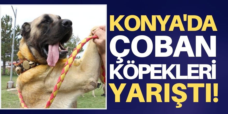 Konya'da çoban köpekleri yarıştı