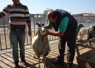Karatay'da kurbanlıklar denetlendi