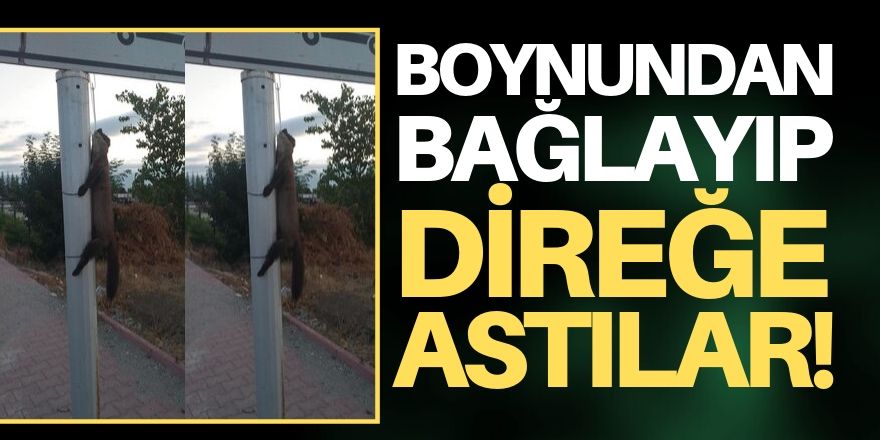 Boynundan bağlayıp direğe astılar!