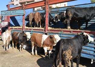 Kulu'dda kurbanlıklar alıcılarını bekliyor