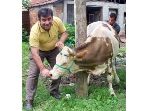 Kurbanlık Hayvanlarda Aranan 3 Şart