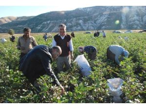 Vali Demirtaş, Köylülerle Pamuk Topladı