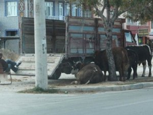 Kaldırımda Kurbanlık Satışı