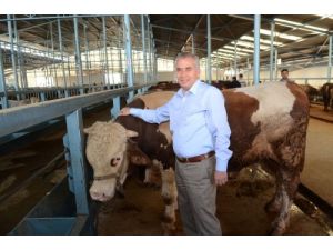 Başkan Zolan, Hayvan Pazarını Denetledi