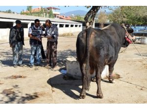 Muğla'da Hayvan Pazarlarında Sahte Paraya Dikkat Çekildi