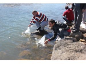 Hamurpet Gölü'ne 15 Bin Sazan Yavrusu Bırakıldı