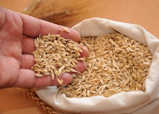 Türkiye'nin sertifikalı tohumu Konya'da üretiliyor