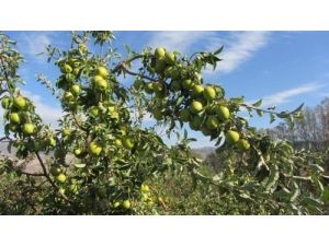 Meyveciliği Geliştirme Çalışmaları Devam Ediyor