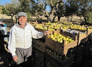 Yalıhüyüklü elma üreticileri memnun değil