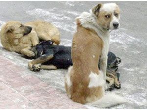 Sokak köpekleri öldürülüyor mu?