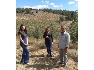 Dağ Yöresinde Katliteli Elma Üretimi Yaygınlaşıyor